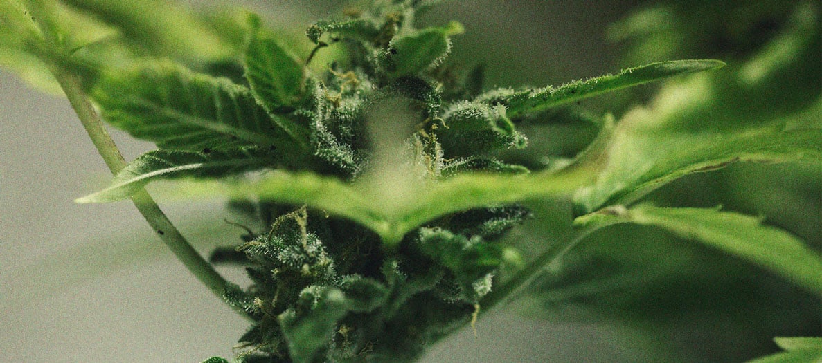Identification et traitement des maladies communes du cannabis