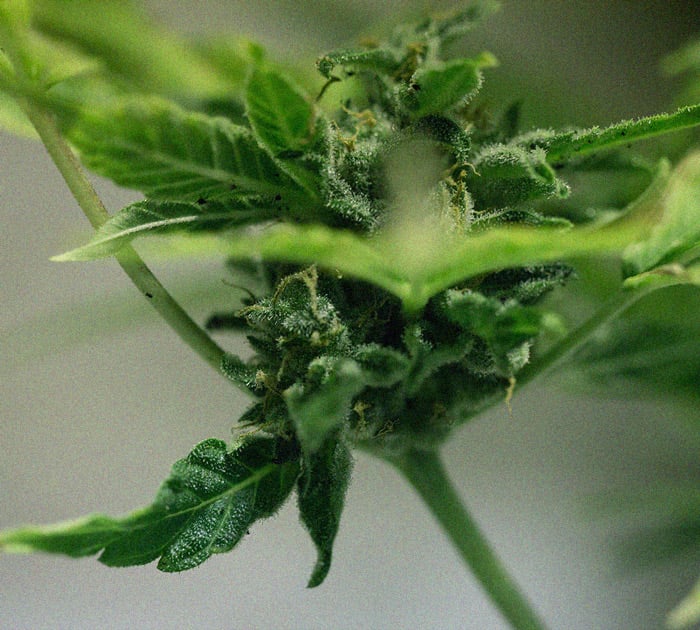 Identification et traitement des maladies communes du cannabis