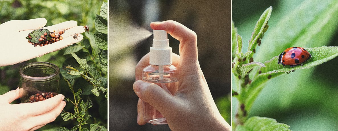 Des alternatives aux pesticides pour la culture du cannabis Des alternatives aux pesticides pour la culture du cannabis