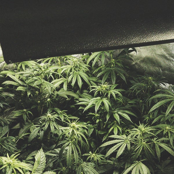 Comment Éviter Les Micro-Têtes Sur Vos Plants De Cannabis Comment Éviter Les Micro-Têtes Sur Vos Plants De Cannabis