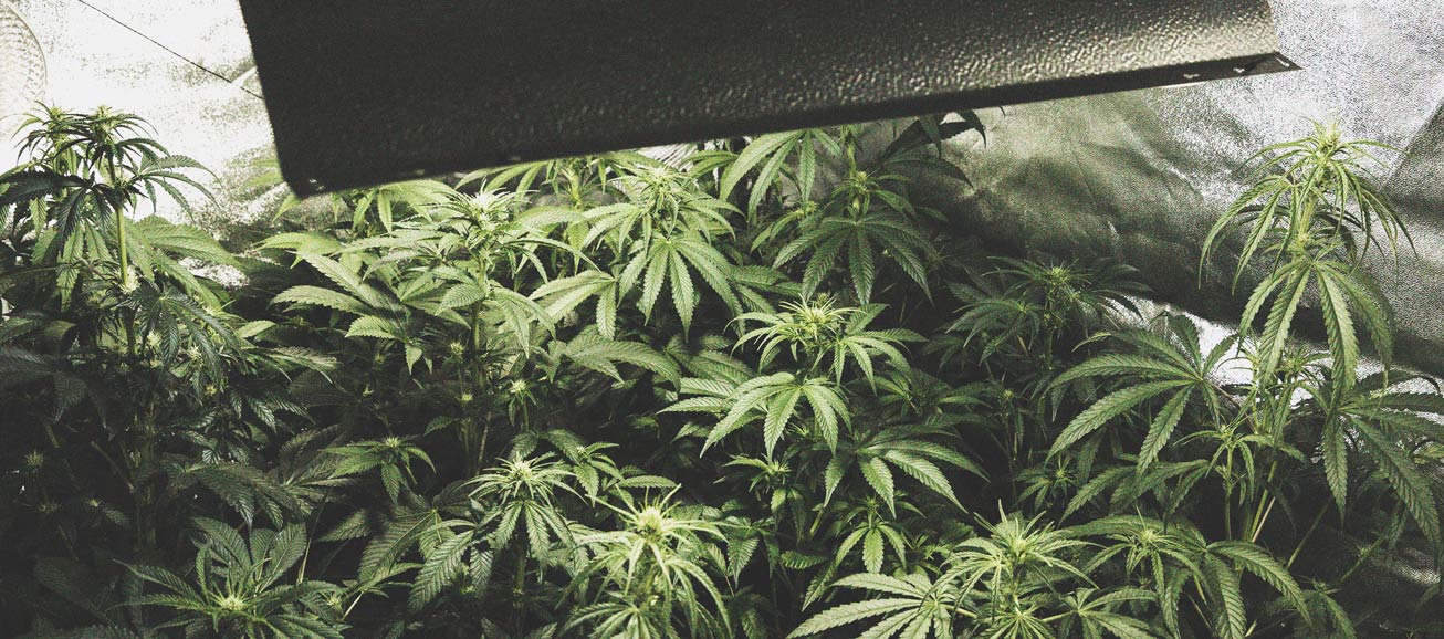Comment Éviter Les Micro-Têtes Sur Vos Plants De Cannabis Comment Éviter Les Micro-Têtes Sur Vos Plants De Cannabis