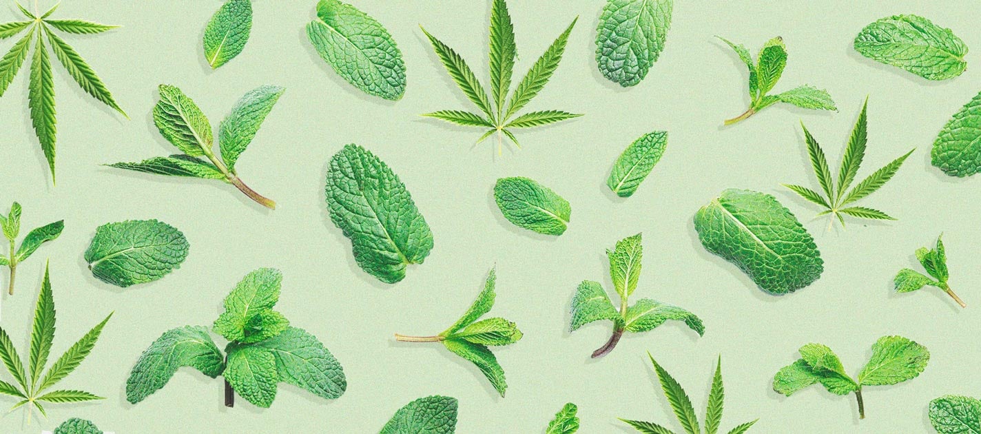 Peppermint In Your Cannabis Garden: The Benefits Of Companion Planting Peppermint In Your Cannabis Garden: The Benefits Of Companion Planting