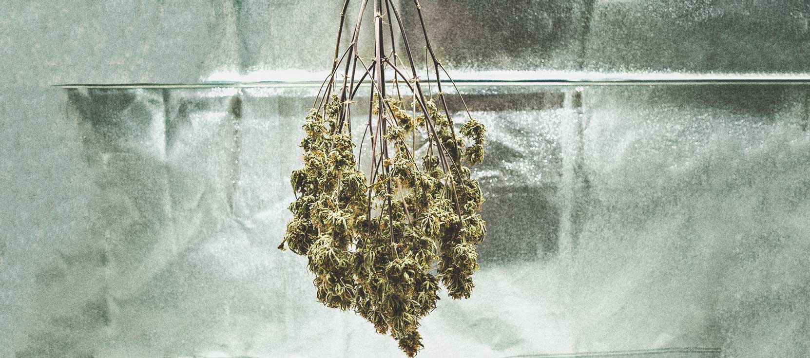The Basics of Cannabis Outdoor Growing (Part 1) The Basics of Cannabis Outdoor Growing (Part 1)