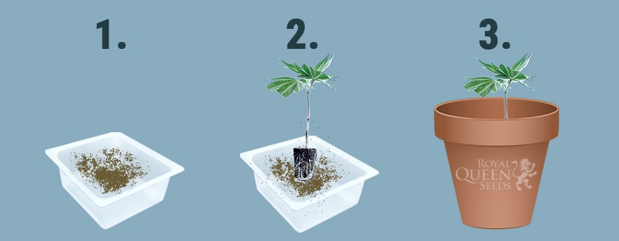 Clones De Cannabis Et Hormones De Bouturage - RQS Blog