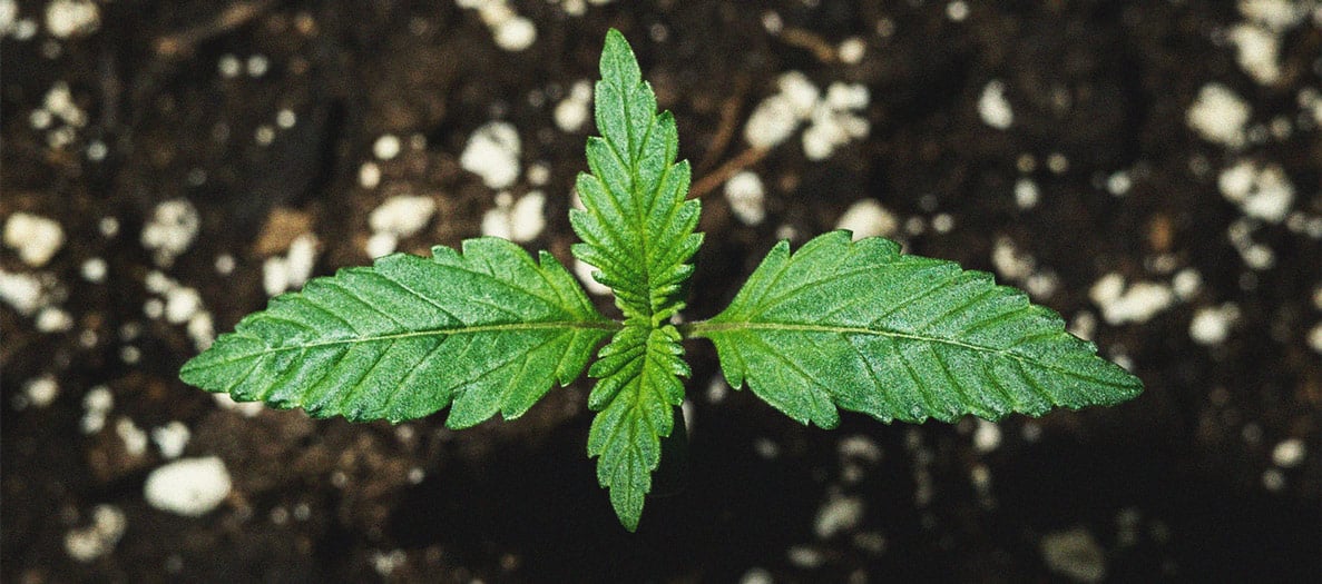 Purple Queen Automatic Grow Report Purple Queen Automatic Grow Report