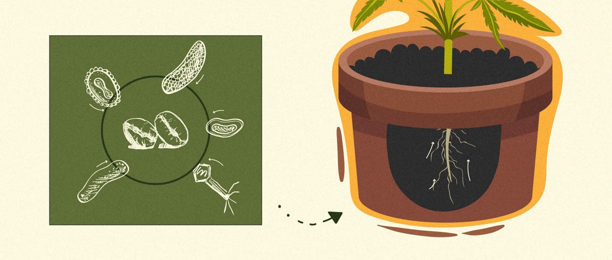 Comment utiliser le marc de café en engrais naturel pour le cannabis