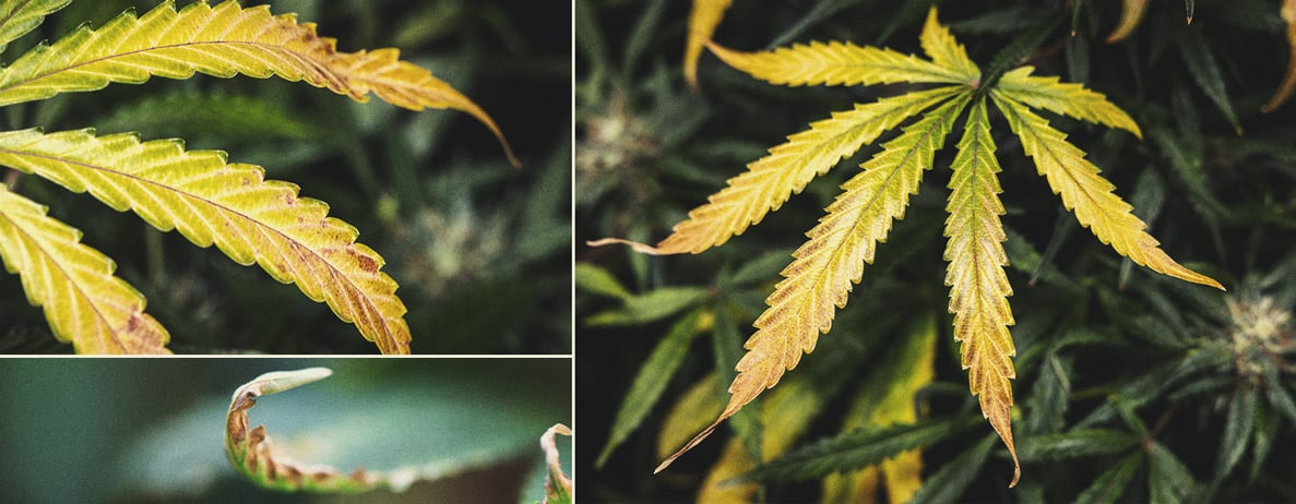 Plante de cannabis avec des bourgeons blancs montrant des feuilles jaunies, indiquant la maturité. Cet indice visuel aide les cultivateurs à déterminer quand leurs plants de cannabis sont prêts à être récoltés. Le jaunissement commence généralement par les grandes feuilles situées sous les bourgeons, alors que la plante concentre ses nutriments sur le développement de bourgeons plus lourds.