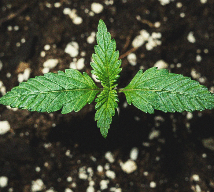 Purple Queen Automatic Grow Report Purple Queen Automatic Grow Report