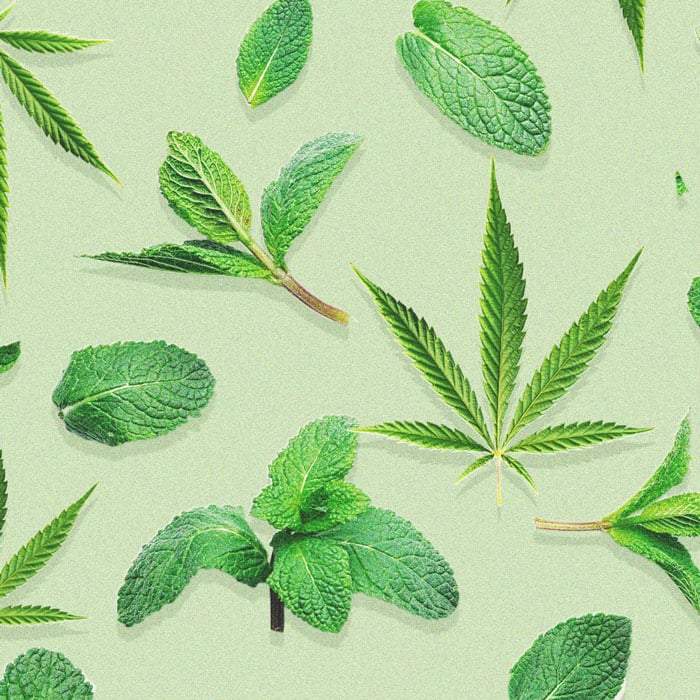 Peppermint In Your Cannabis Garden: The Benefits Of Companion Planting Peppermint In Your Cannabis Garden: The Benefits Of Companion Planting
