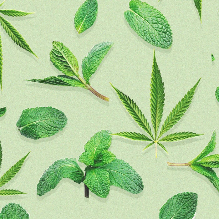 Peppermint In Your Cannabis Garden: The Benefits Of Companion Planting