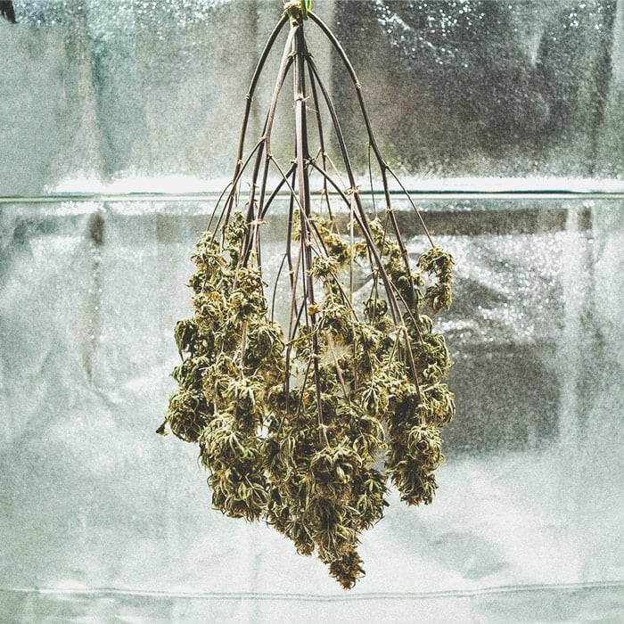 The Basics of Cannabis Outdoor Growing (Part 1) The Basics of Cannabis Outdoor Growing (Part 1)