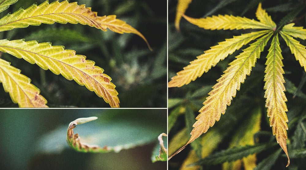 Plante de cannabis avec des bourgeons blancs montrant des feuilles jaunies, indiquant la maturité. Cet indice visuel aide les cultivateurs à déterminer quand leurs plants de cannabis sont prêts à être récoltés. Le jaunissement commence généralement par les grandes feuilles situées sous les bourgeons, alors que la plante concentre ses nutriments sur le développement de bourgeons plus lourds.