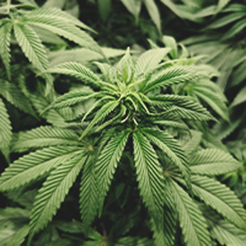 Gros plan d'une jeune plante de cannabis lors de sa première semaine de floraison, montrant de petits bourgeons floraux en formation parmi des feuilles vertes vibrantes