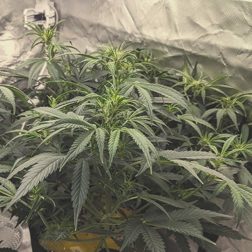 Plante de cannabis en floraison (semaine 2) montrant les premiers pistils blancs aux jonctions des feuilles nourricières et de la tige principale, signe précoce du développement des futures têtes.