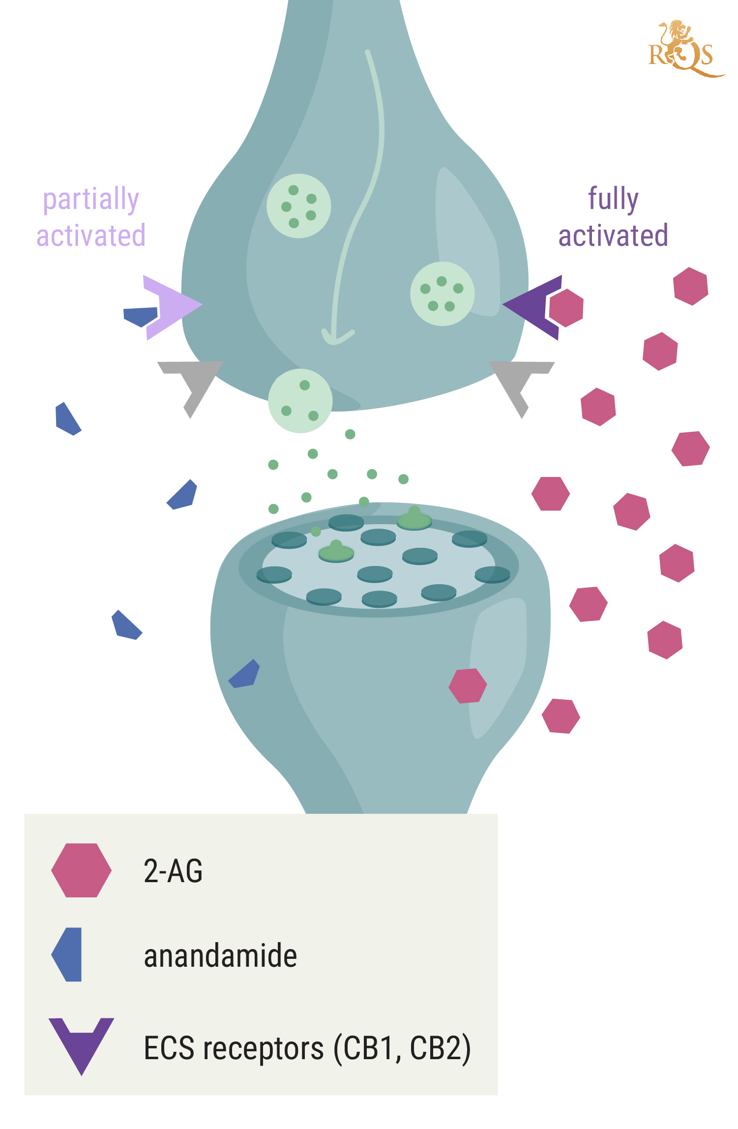 Comment le 2-AG est-il lié à l’anandamide ? Comment le 2-AG est-il lié à l’anandamide ?