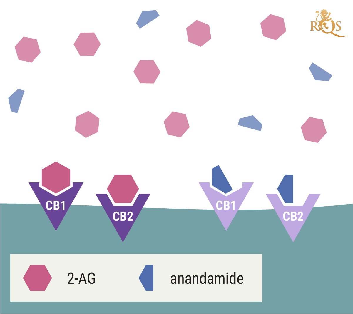 Qu’est-ce que le 2-AG ? Qu’est-ce que le 2-AG ?