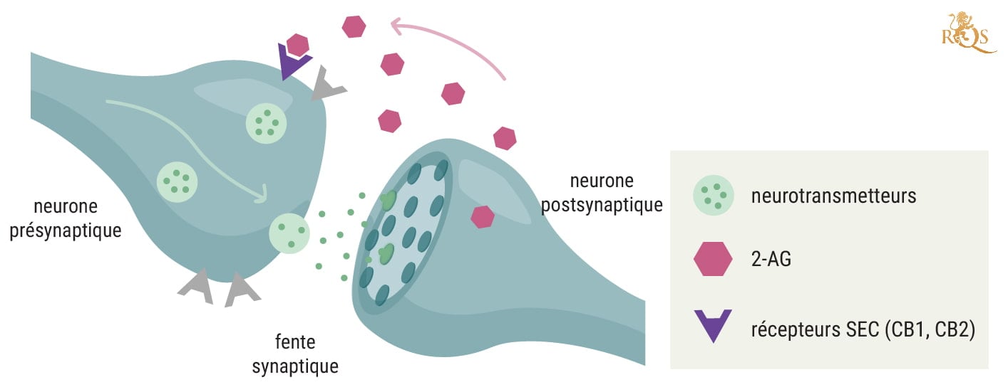 Quelle est la fonction du 2-AG ? Quelle est la fonction du 2-AG ?
