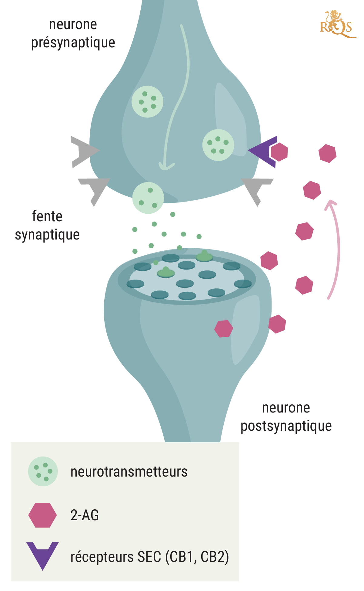 Quelle est la fonction du 2-AG ?