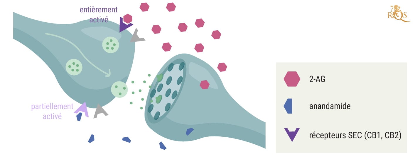 Comment le 2-AG est-il lié à l’anandamide ?