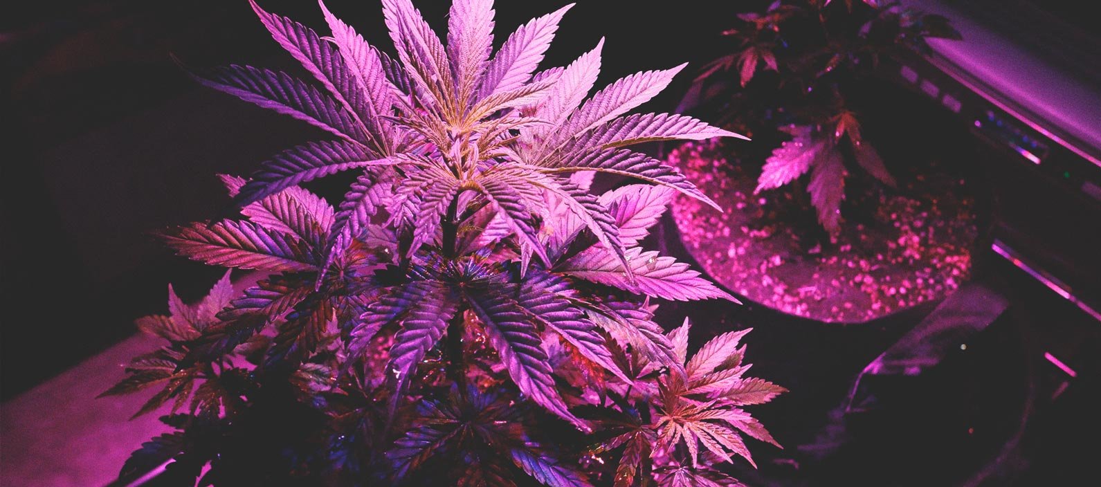 Utiliser une lampe LED avec le cannabis : 6 erreurs à éviter