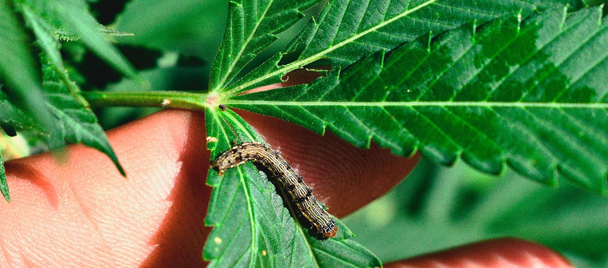 Identification et traitement des maladies communes du cannabis