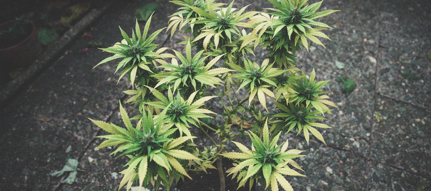Comment Éviter Les Micro-Têtes Sur Vos Plants De Cannabis Comment Éviter Les Micro-Têtes Sur Vos Plants De Cannabis