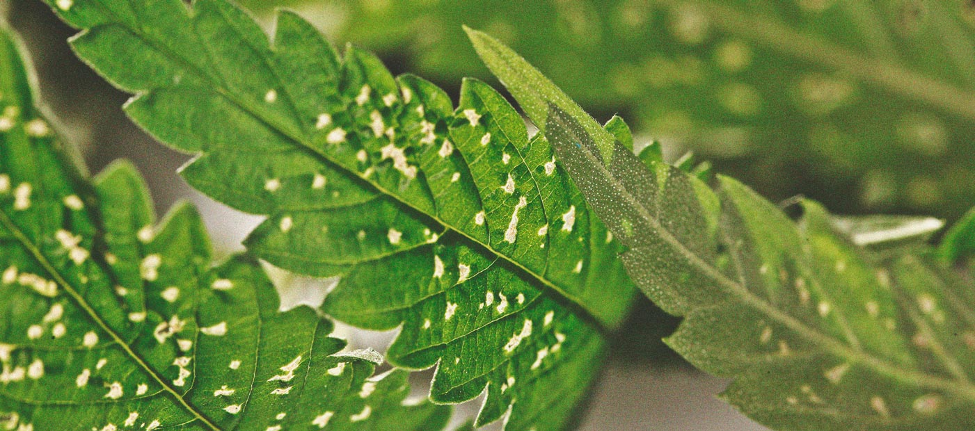 Peppermint In Your Cannabis Garden: The Benefits Of Companion Planting Peppermint In Your Cannabis Garden: The Benefits Of Companion Planting