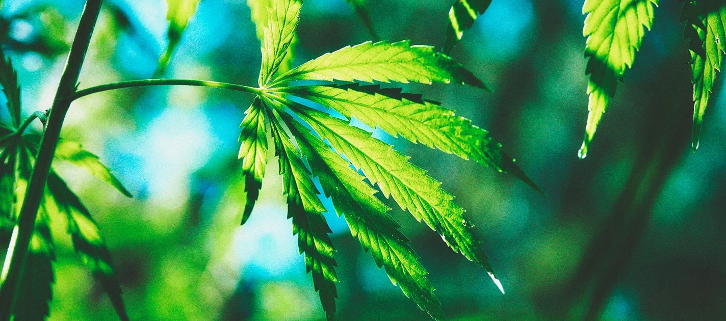 Le Cannabis À Photopériode & Comment Le Cultiver En Extérieur Le Cannabis À Photopériode & Comment Le Cultiver En Extérieur