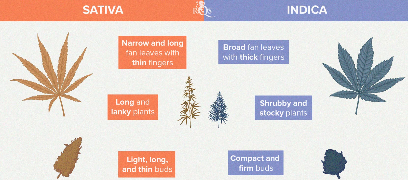 The Basics of Cannabis Outdoor Growing (Part 1)