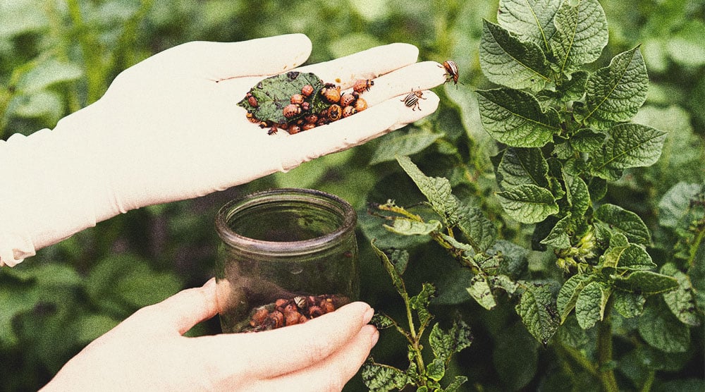 Des alternatives aux pesticides pour la culture du cannabis