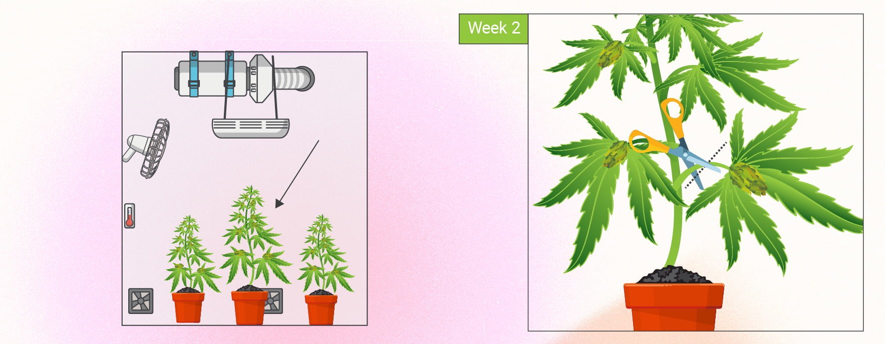 Cannabis et monster cropping : un guide étape par étape Cannabis et monster cropping : un guide étape par étape