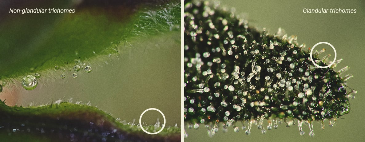 Gros plan sur des trichomes de cannabis montrant des variétés de couleurs, allant de clairs à laiteux et ambrés. Ces glandes résineuses, essentielles pour déterminer la maturité des têtes, indiquent le moment optimal pour la récolte de cannabis. Les cultivateurs recherchent environ 70 % de trichomes laiteux pour maximiser le THC.