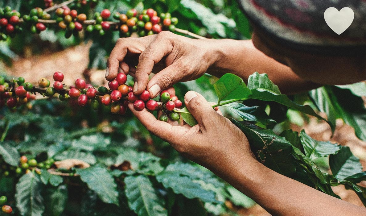 Comment utiliser le marc de café en engrais naturel pour le cannabis