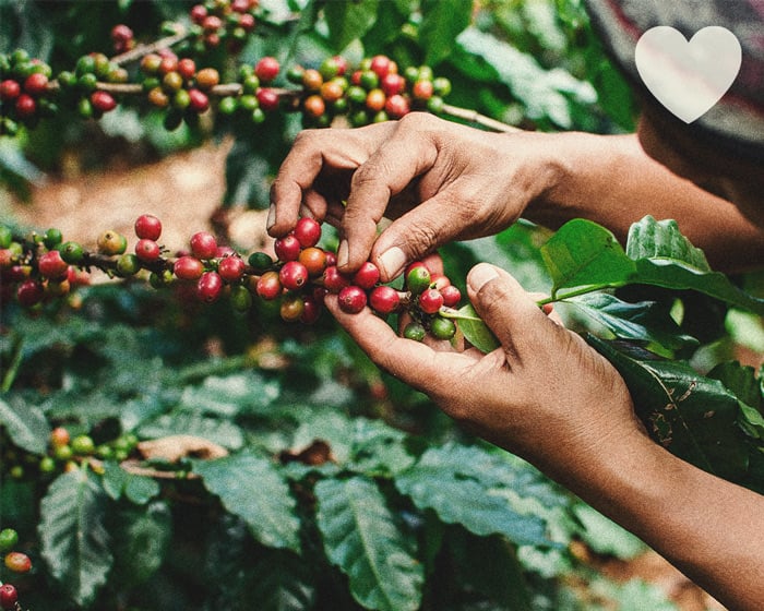 Comment utiliser le marc de café en engrais naturel pour le cannabis