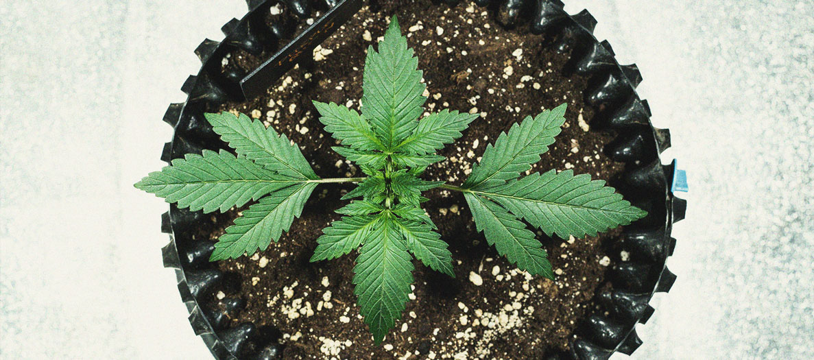 Purple Queen Automatic Grow Report Purple Queen Automatic Grow Report