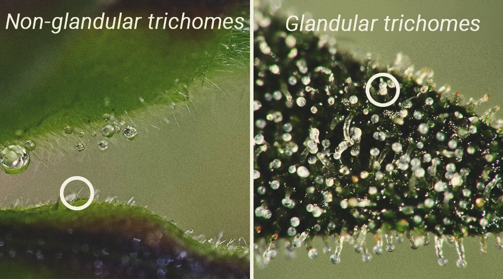 Gros plan sur des trichomes de cannabis montrant des variétés de couleurs, allant de clairs à laiteux et ambrés. Ces glandes résineuses, essentielles pour déterminer la maturité des têtes, indiquent le moment optimal pour la récolte de cannabis. Les cultivateurs recherchent environ 70 % de trichomes laiteux pour maximiser le THC.