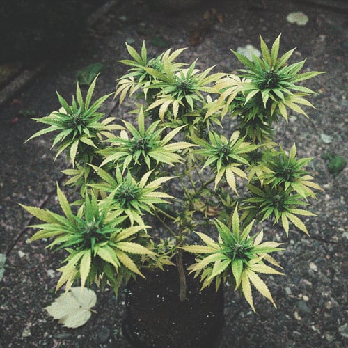 Comment Éviter Les Micro-Têtes Sur Vos Plants De Cannabis Comment Éviter Les Micro-Têtes Sur Vos Plants De Cannabis