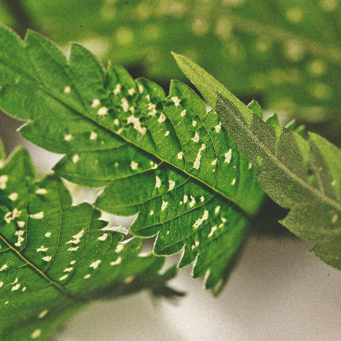 Peppermint In Your Cannabis Garden: The Benefits Of Companion Planting Peppermint In Your Cannabis Garden: The Benefits Of Companion Planting