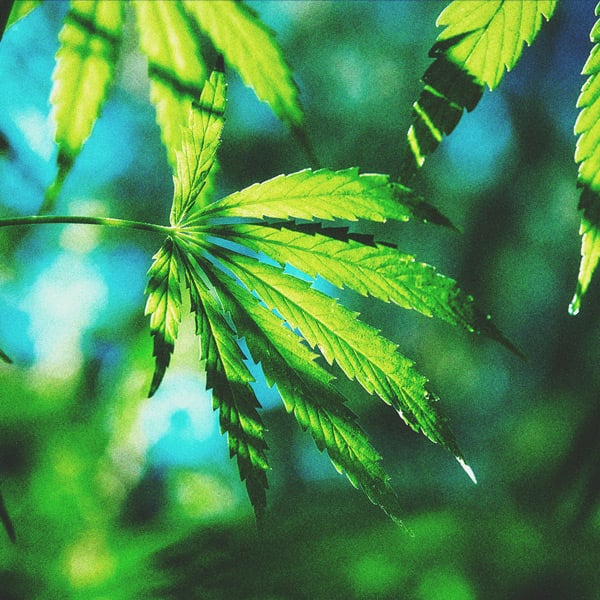 Le Cannabis À Photopériode & Comment Le Cultiver En Extérieur