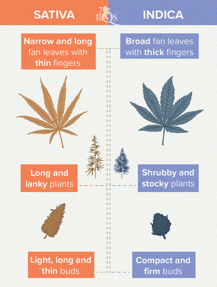 The Basics of Cannabis Outdoor Growing (Part 1) The Basics of Cannabis Outdoor Growing (Part 1)