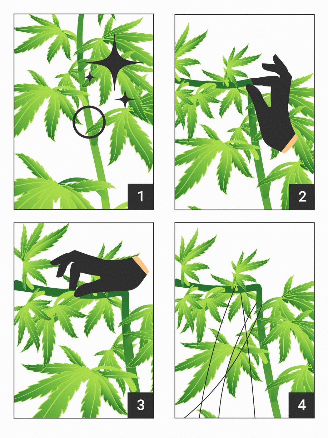 Super Cropping et cannabis : comment, quand et pourquoi le faire