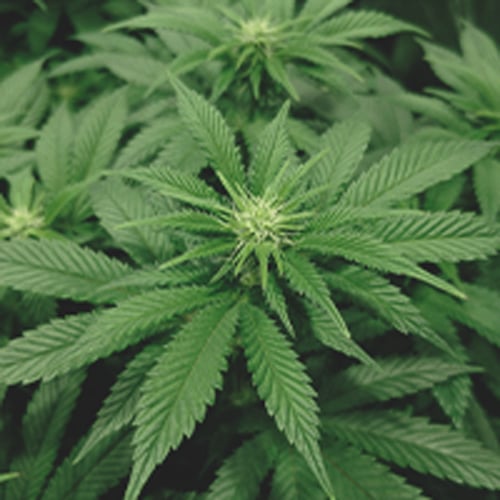 Plan rapproché d'une plante de cannabis en deuxième semaine de floraison, montrant les premiers bourgeons.