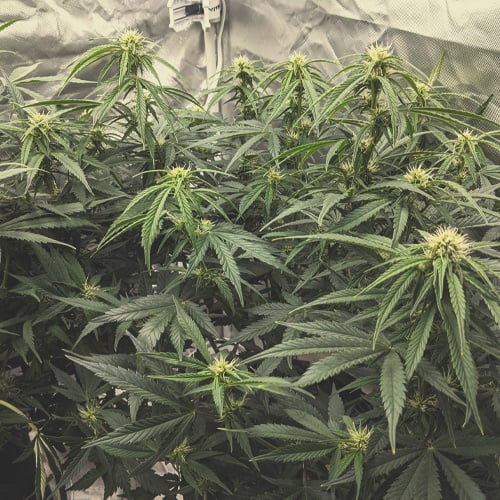 Plante de cannabis en floraison (semaine 3) avec des signes de développement des premières têtes à l'emplacement des poils précédents, la plante montrant encore un léger étirement mais concentrant son énergie sur la croissance des fleurs.