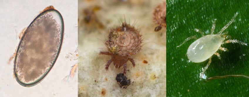 Broad Mites Stages