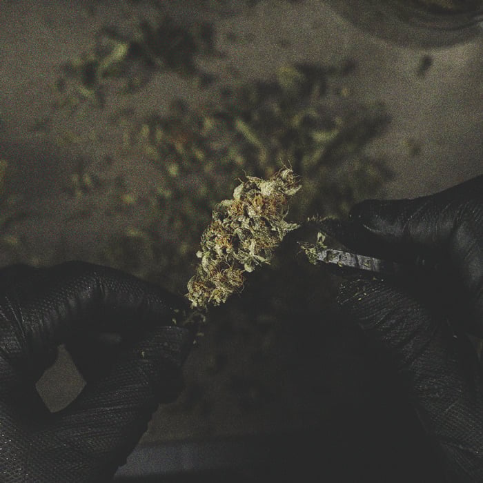 Comment Éviter Les Micro-Têtes Sur Vos Plants De Cannabis Comment Éviter Les Micro-Têtes Sur Vos Plants De Cannabis