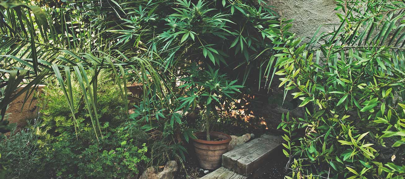 The Basics of Cannabis Outdoor Growing (Part 1) The Basics of Cannabis Outdoor Growing (Part 1)