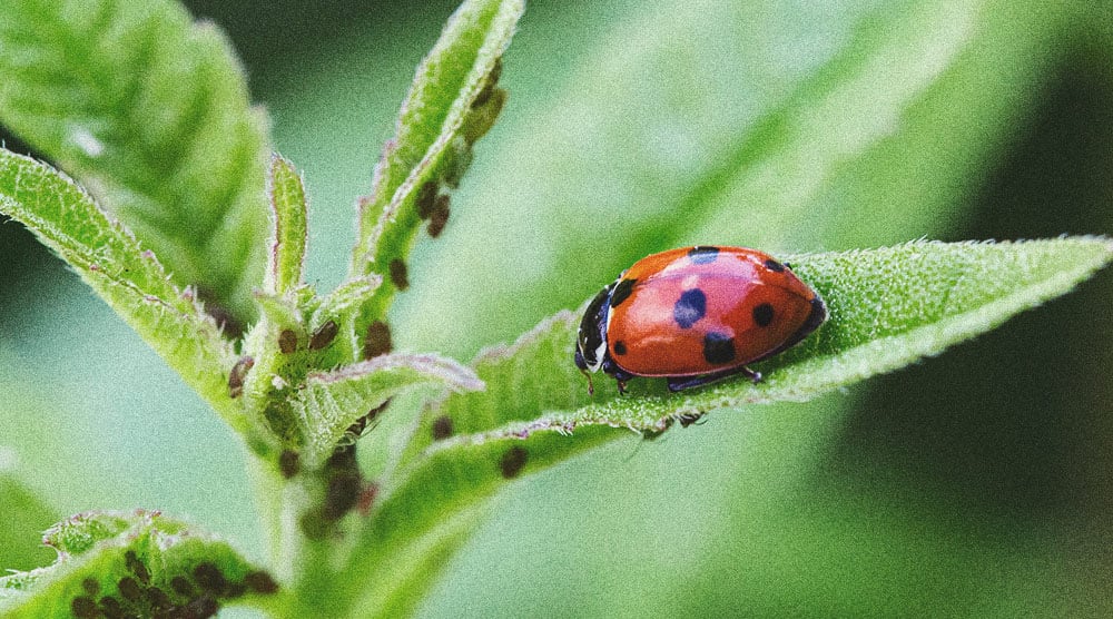 Des alternatives aux pesticides pour la culture du cannabis