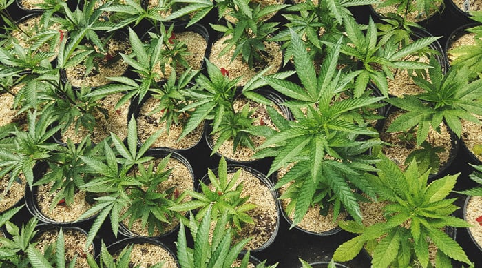 Les Meilleurs Moyens D’utiliser Les Plants De Cannabis Mâles