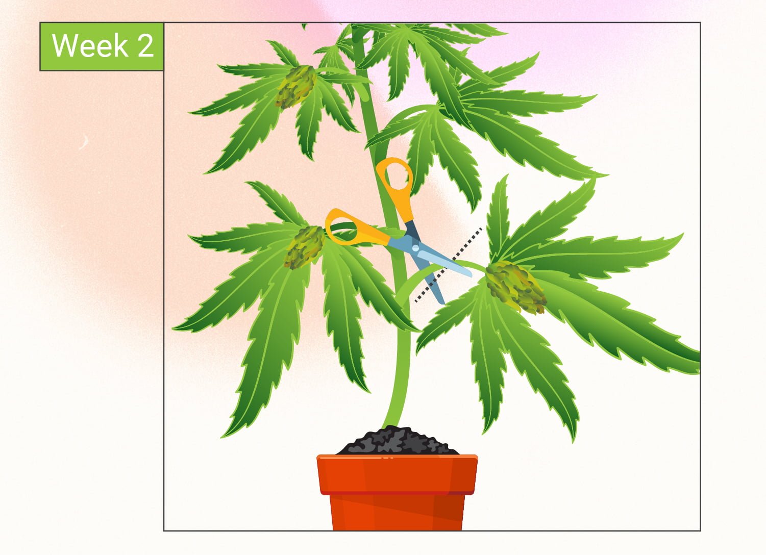 Cannabis et monster cropping : un guide étape par étape Cannabis et monster cropping : un guide étape par étape