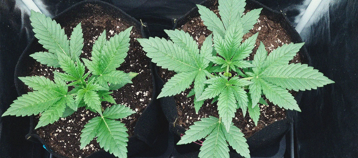 Purple Queen Automatic Grow Report Purple Queen Automatic Grow Report
